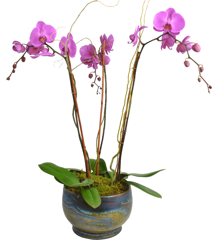 A Purple Orchids In A Pot