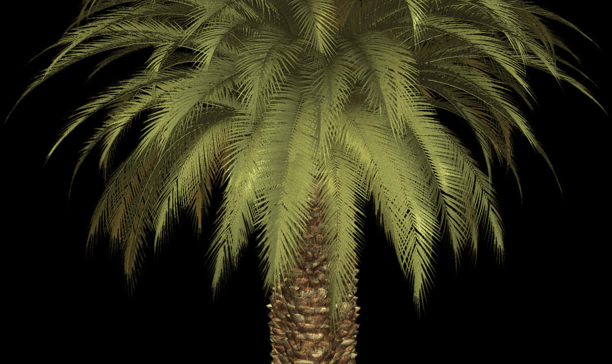 A Palm Tree With A Black Background