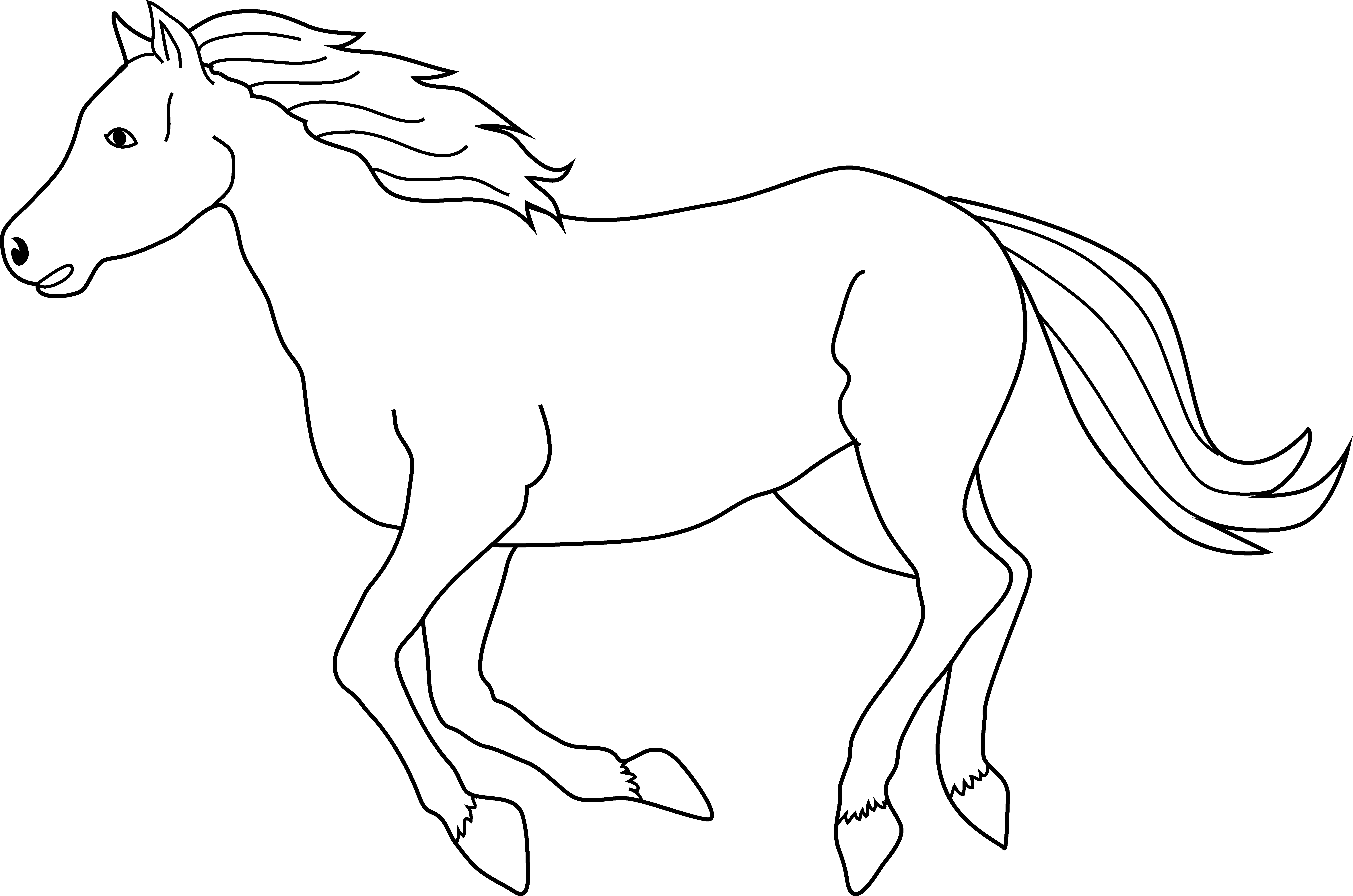 A White Horse With Long Tail And Mane