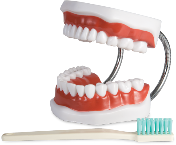 A Model Of Teeth And A Toothbrush