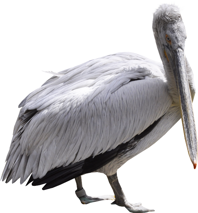 A White Bird With Long Beak