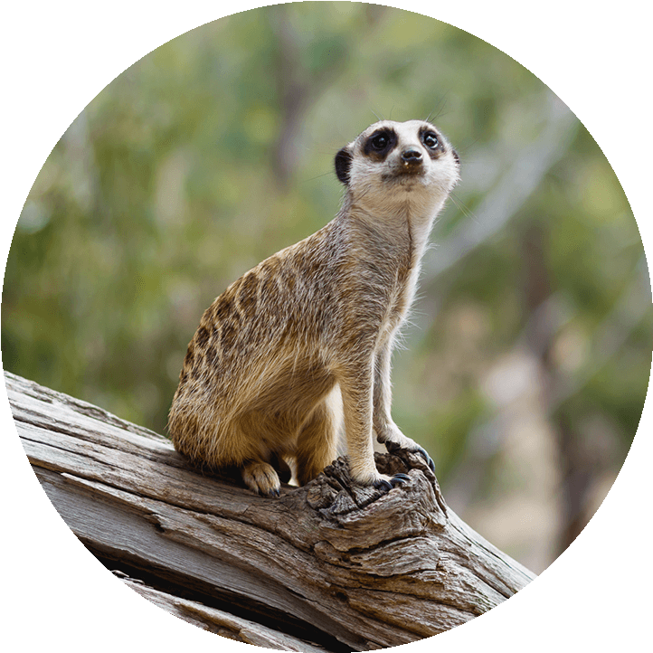 A Meerkat Sits Upon A Log - Meerkat, Hd Png Download