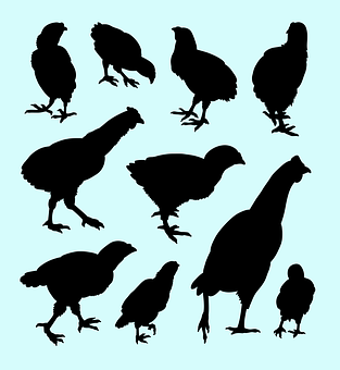 A Group Of Chickens Silhouettes