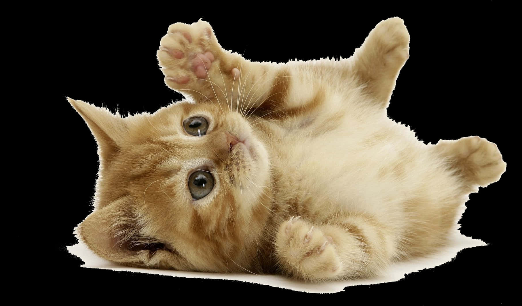 Adorable Baby Cat Belly Up Position