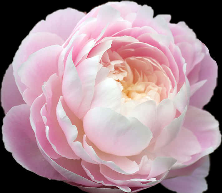 A Close Up Of A Pink Flower