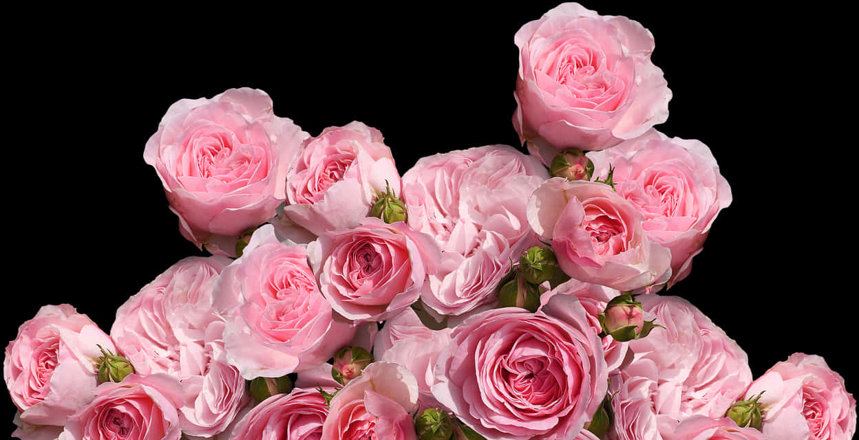 A Group Of Pink Roses