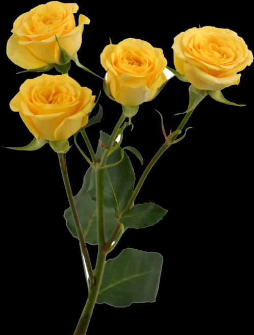 A Yellow Roses With Green Leaves