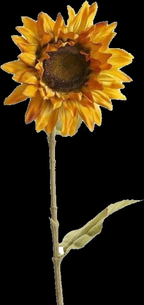 A Sunflower With A Black Background