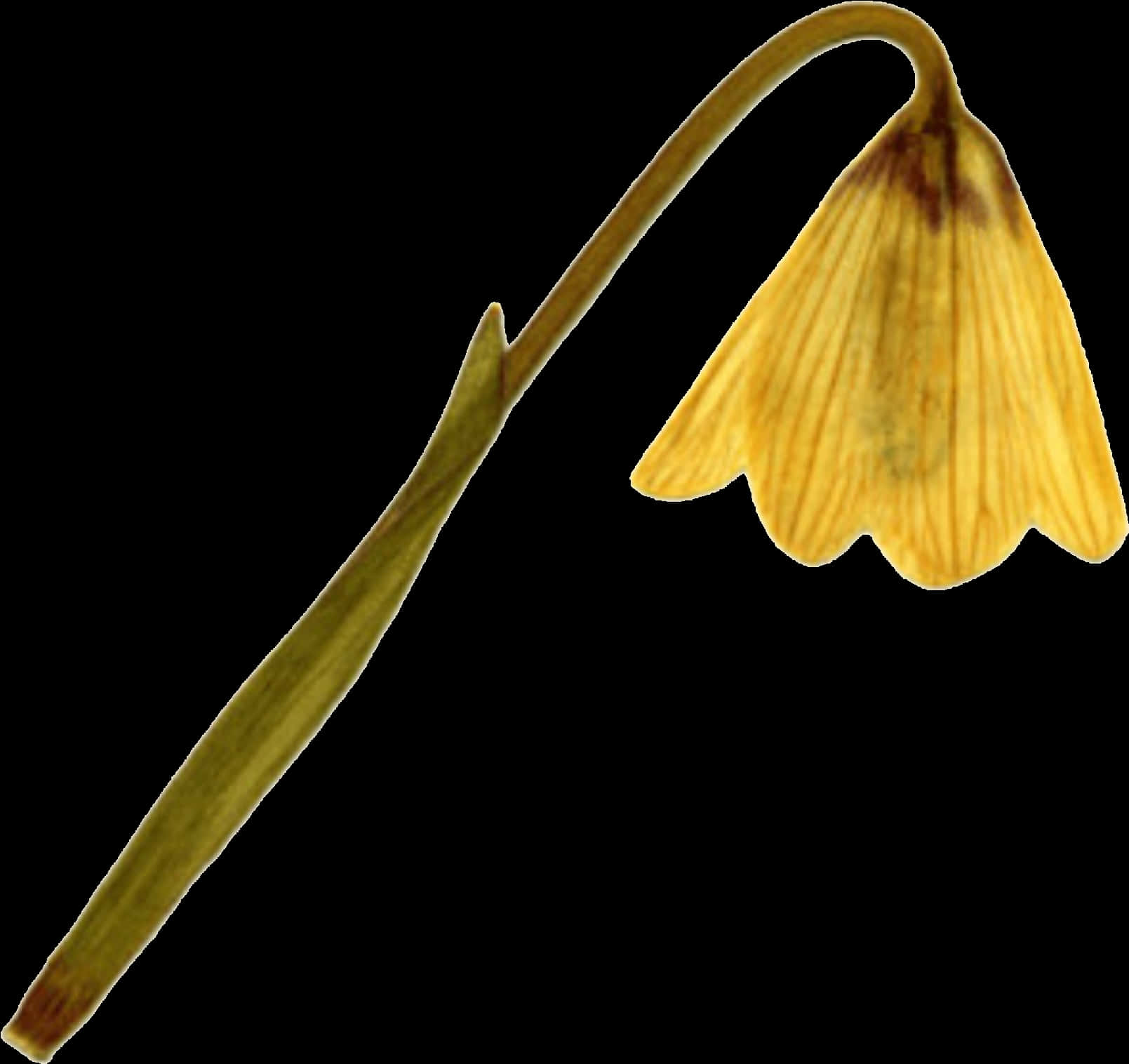 A Yellow Flower With A Long Stem