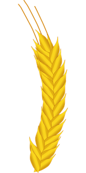 A Yellow Wheat Ear On A Black Background