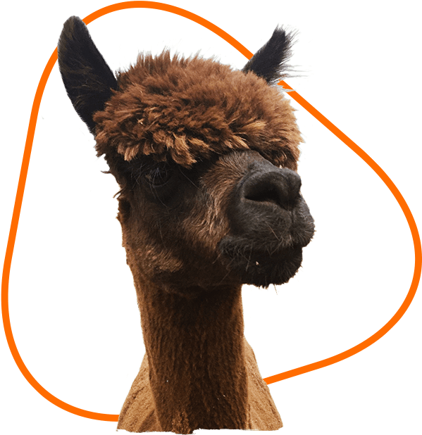 A Brown Llama With A Black Background