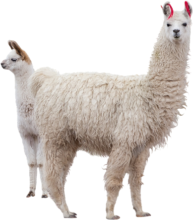 A White Llama With A Red Ribbon On Its Head