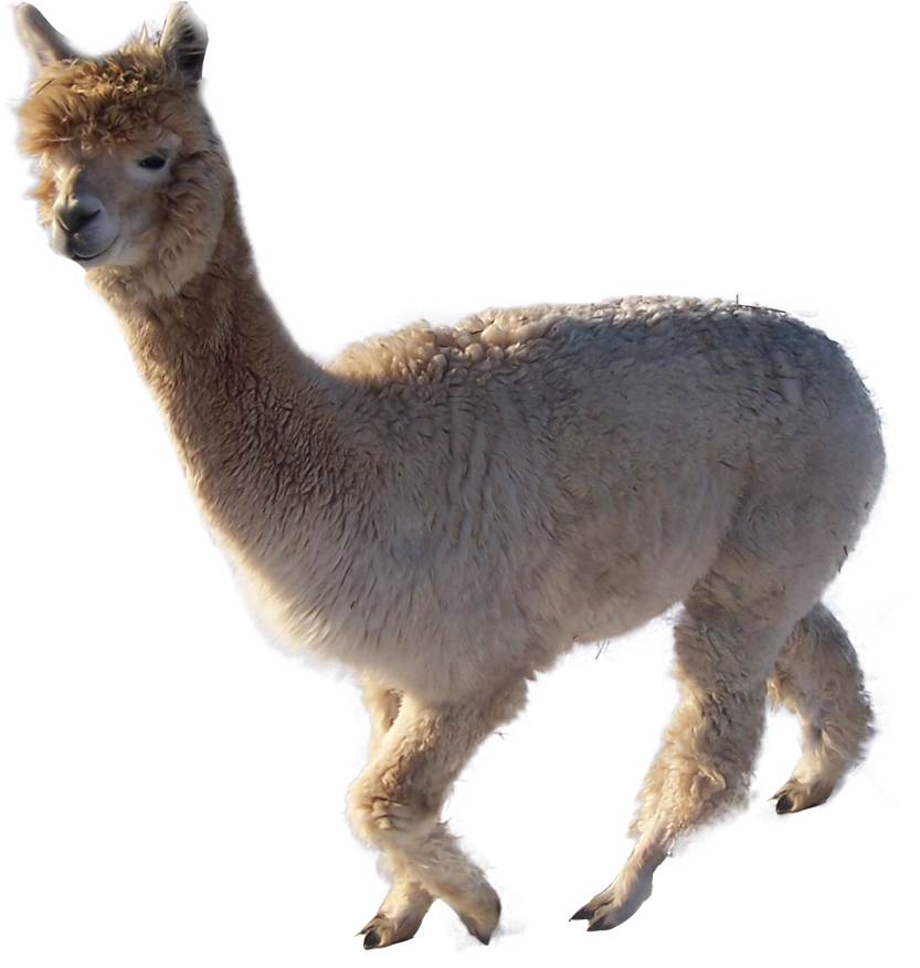 A White Llama With A Black Background