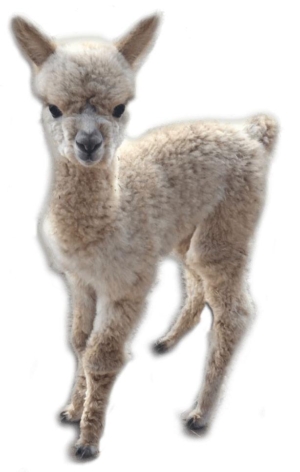 A Close Up Of A Llama