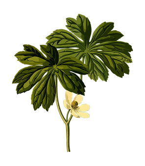 A Plant With Leaves And A Flower