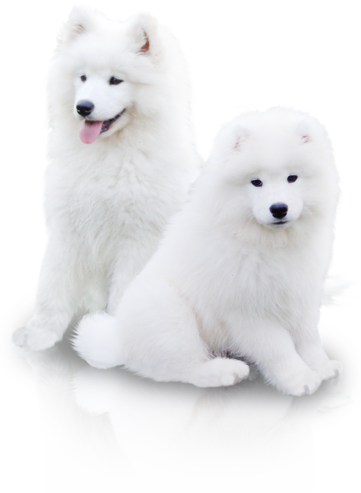 Two White Dogs Sitting On A Black Surface