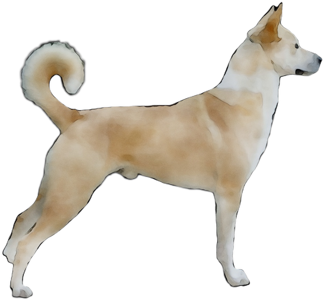 A Dog Standing On A Black Background