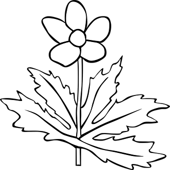 A White Flower With A Leaf
