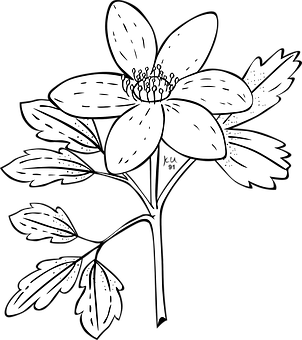 A White Flower With Leaves