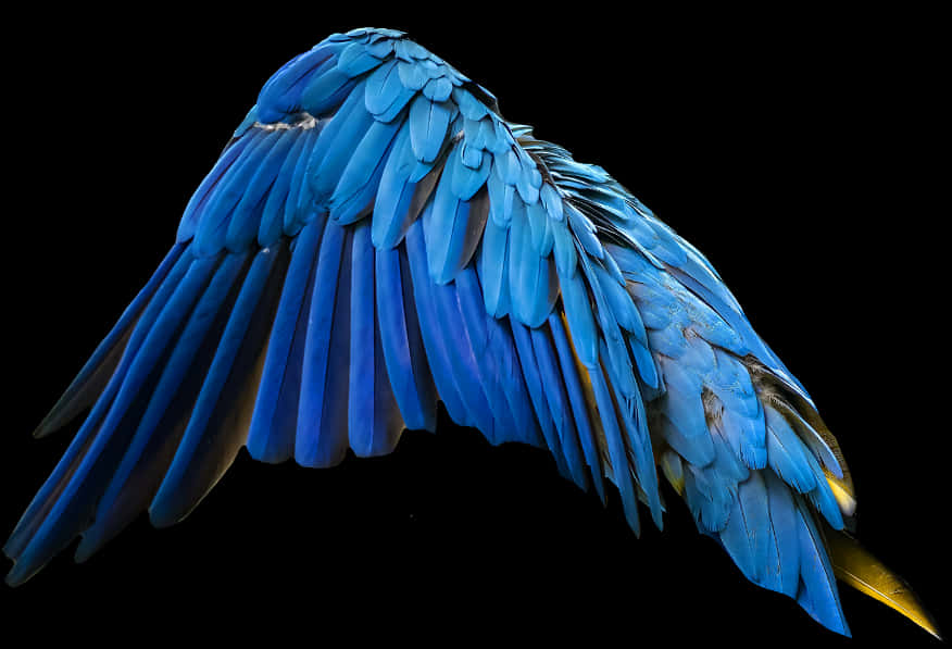 Angel Wings Png 876 X 597