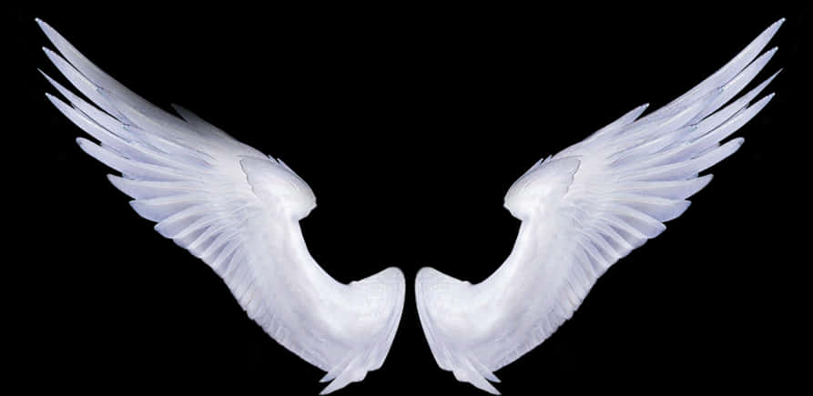 Angel Wings Png 893 X 435