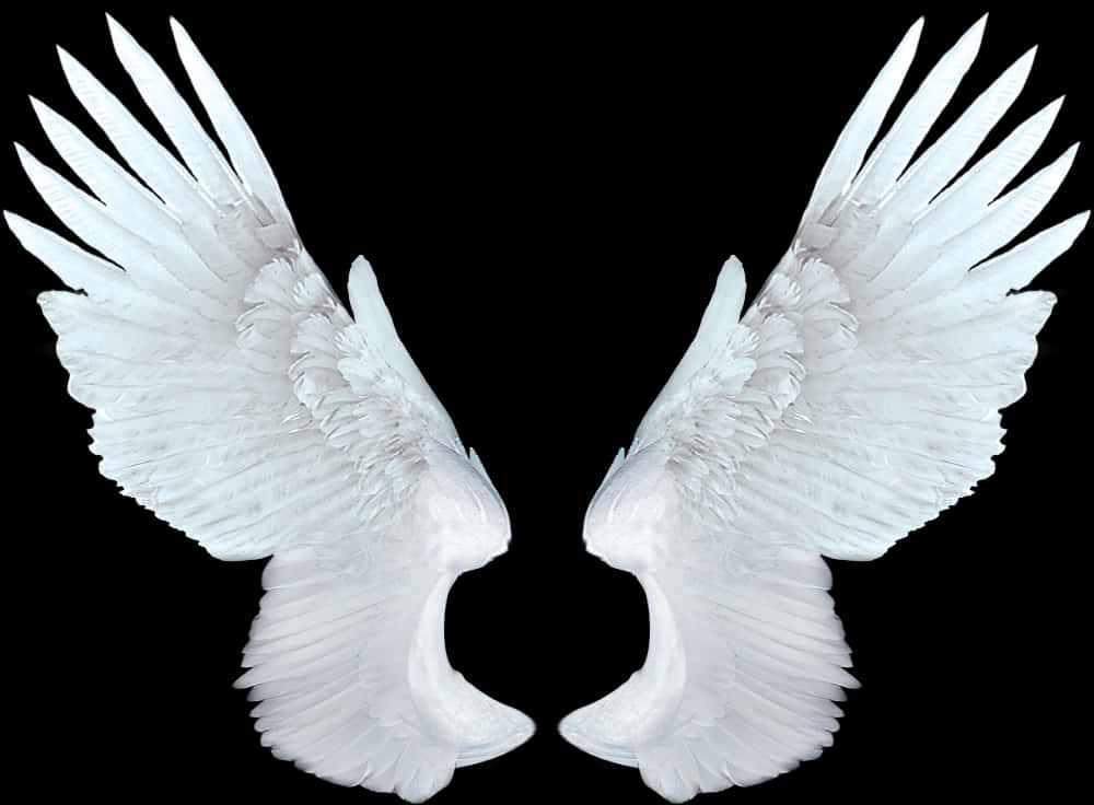 Angel Wings Png 1000 X 736