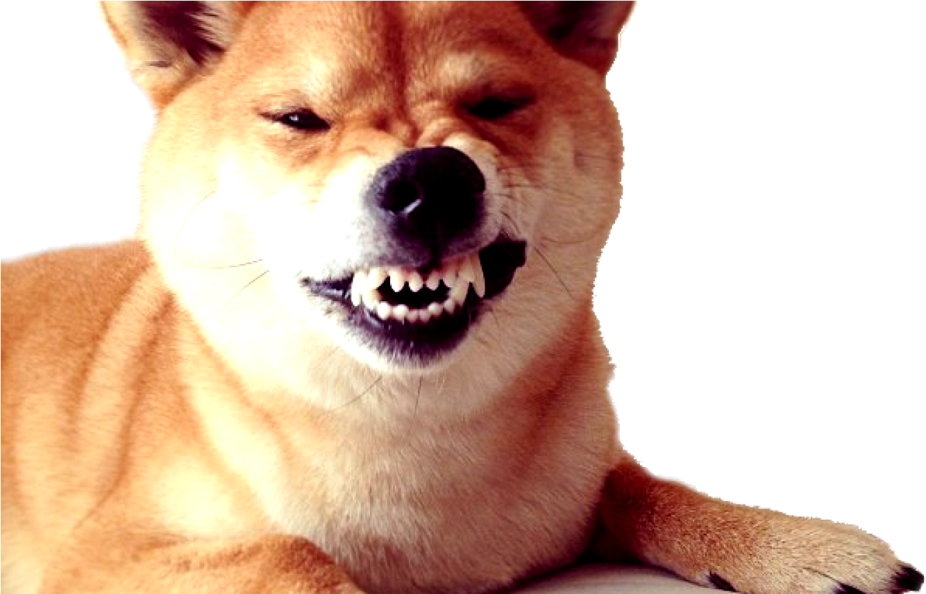 A Dog With Its Mouth Open Showing Its Teeth
