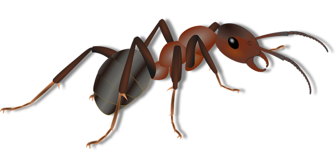 A Cartoon Of A Ant