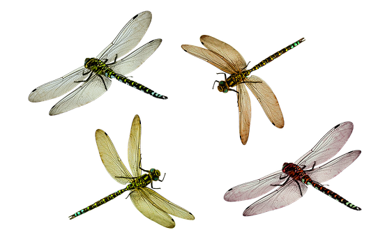 A Group Of Dragonflies On A Black Background