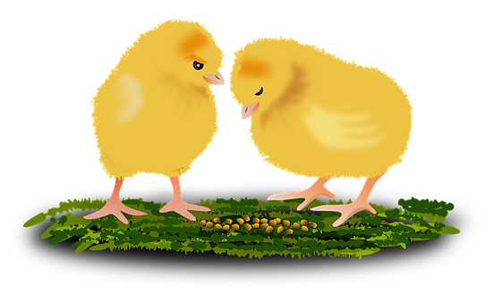 Two Chicks Standing On Grass