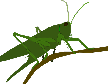 A Green Grasshopper On A Branch
