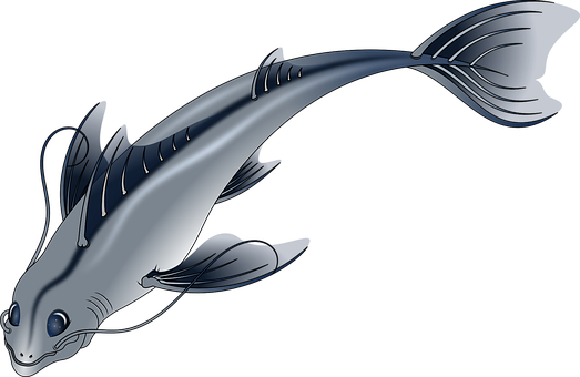 A Silver Fish With Black Background