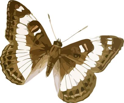 A Brown And White Butterfly