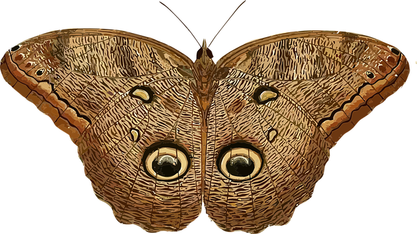 A Brown Butterfly With Black Spots