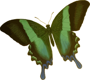 A Green And Black Butterfly