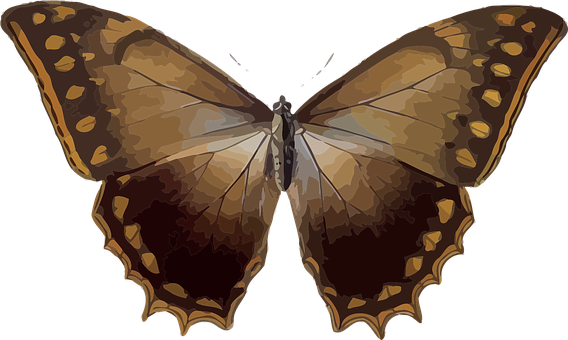 A Brown Butterfly With Black Background