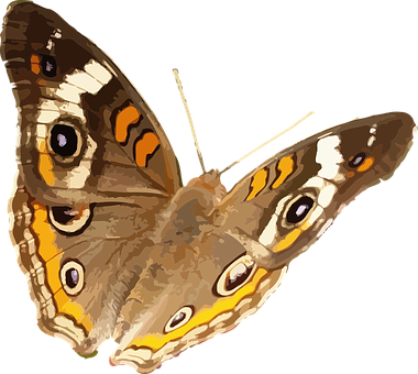 A Butterfly With Orange And White Spots