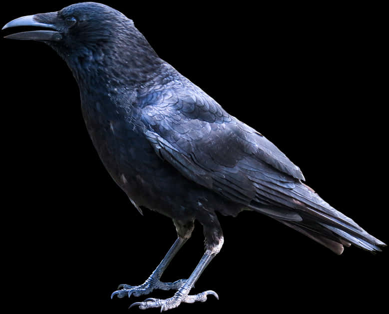 Animals, Bird, Raven, Crow, Black, Wise, Isolated - Crow Bird Png, Transparent Png