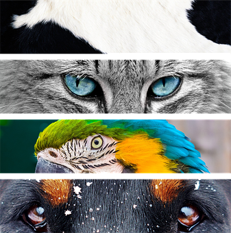 Animals Png 337 X 340