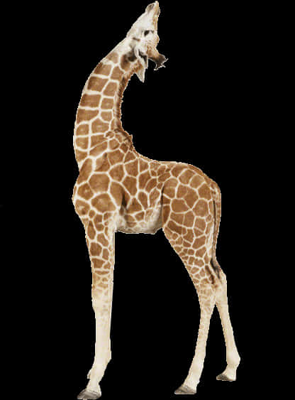Animals - Giraffes - Giraffe With Transparent Background