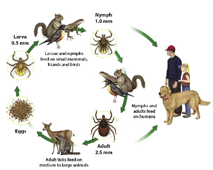 Animals That Don T Carry Diseases, Hd Png Download
