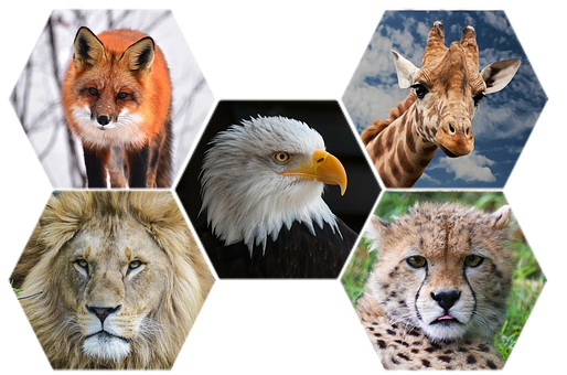 Animals Png 514 X 340