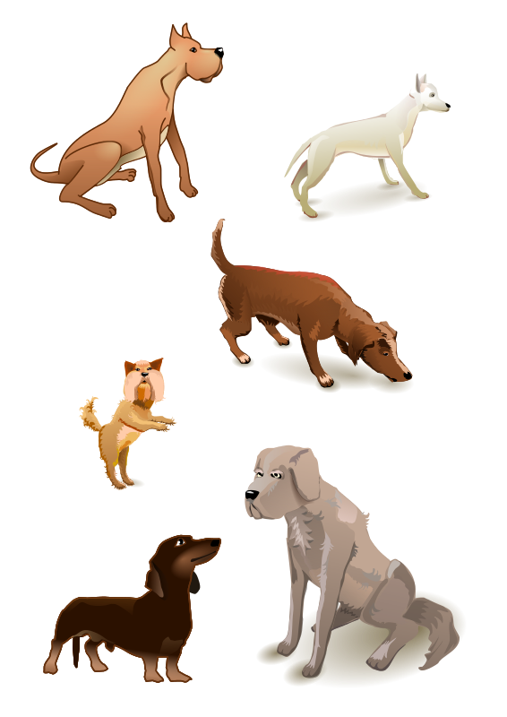Animals Png 566 X 800