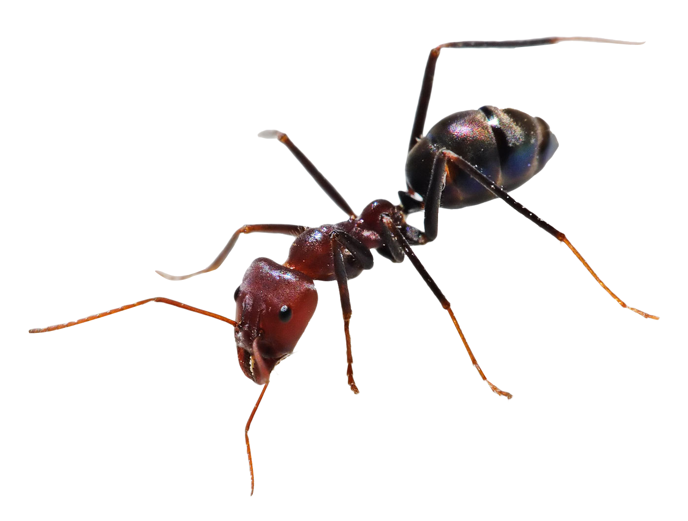 Ant Png 1401 X 1061