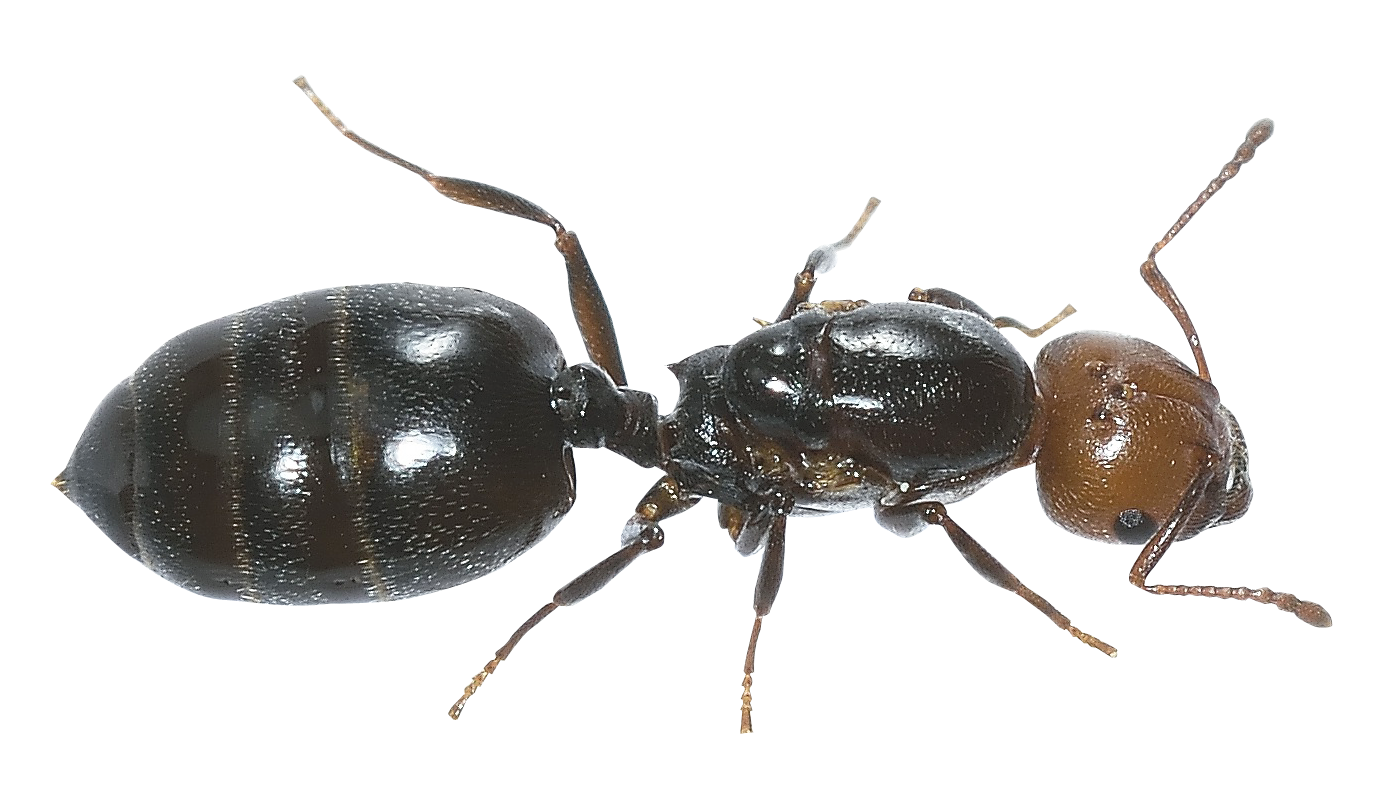 Ant Png 1387 X 800