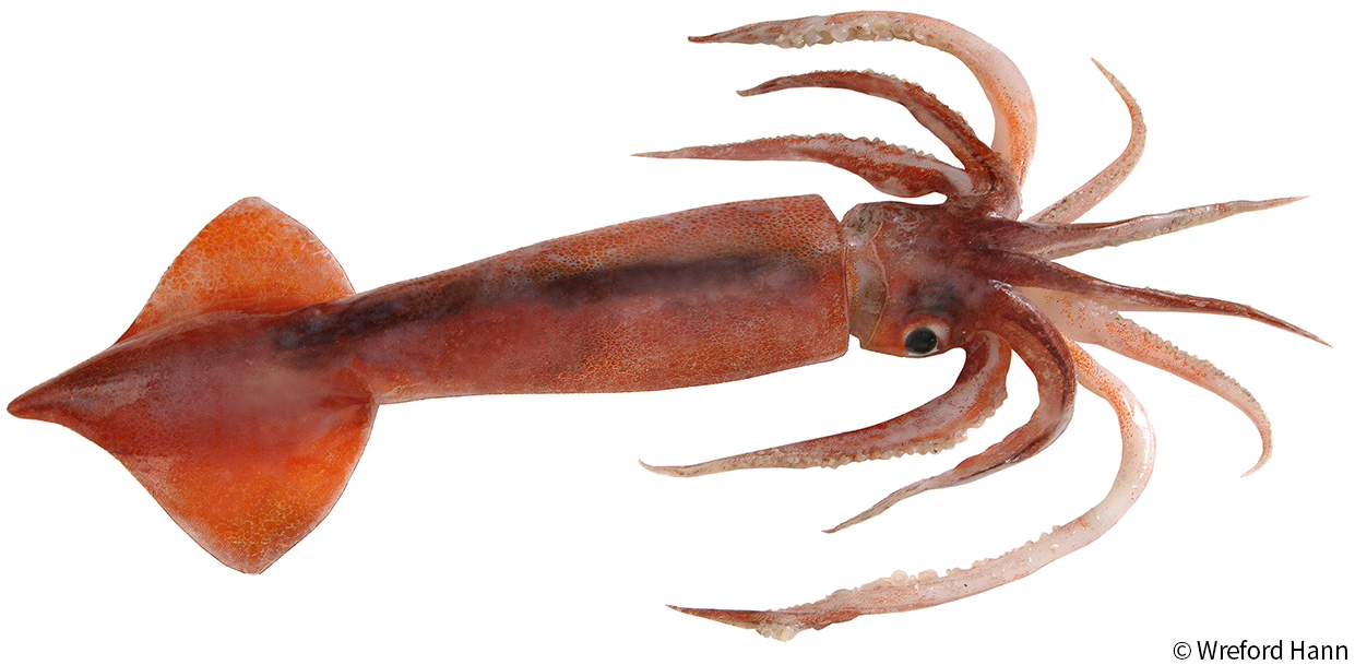 A Squid With Long Tentacles