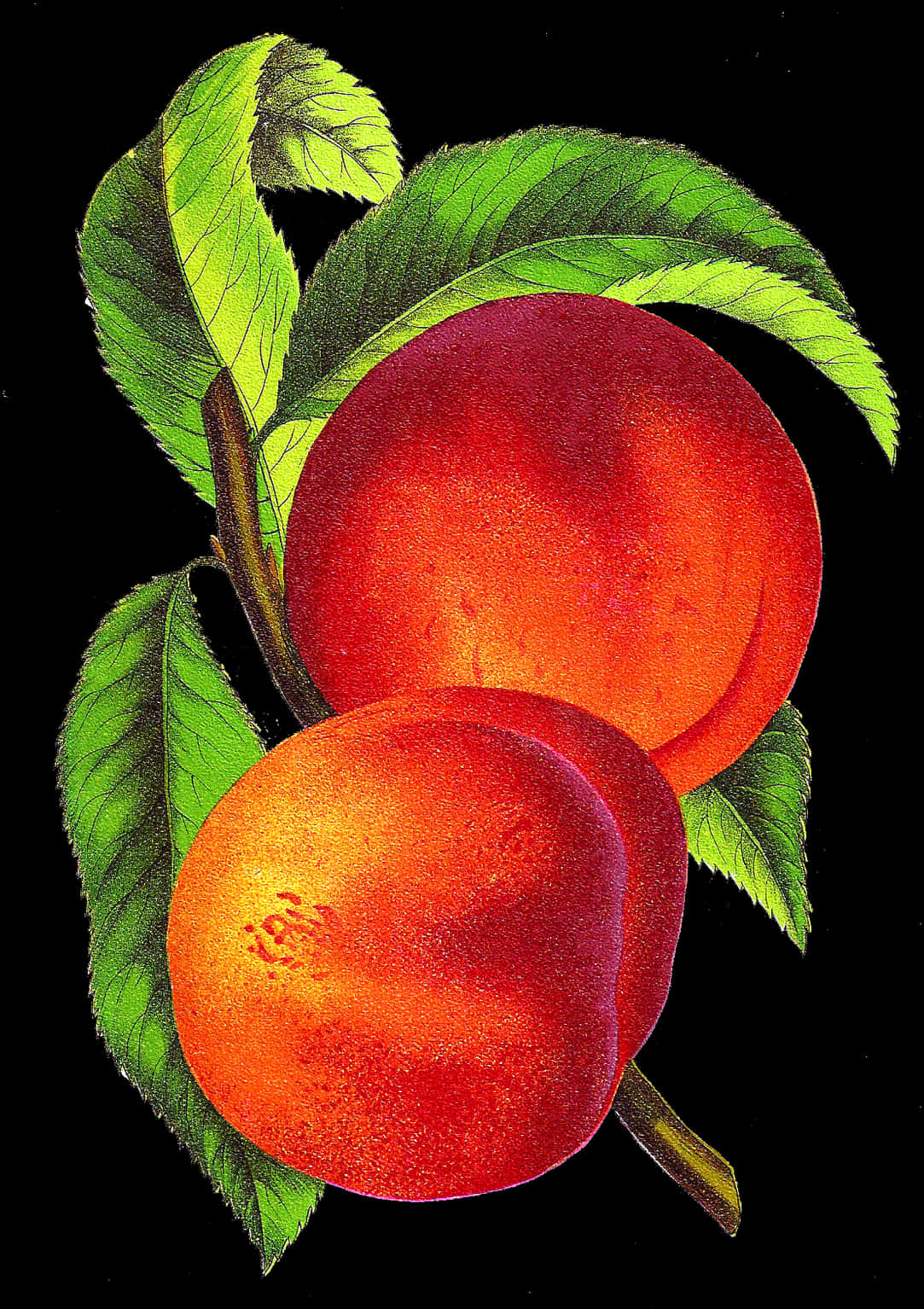 A Close Up Of Fruit