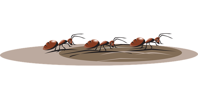 A Group Of Ants Walking On Dirt