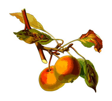 Apple Png 378 X 340