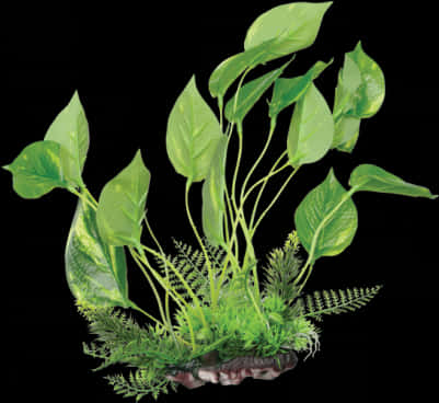 Aquarium Plants Png - Fluval Marbled Anubias Plant For Aquarium 9.5-inch